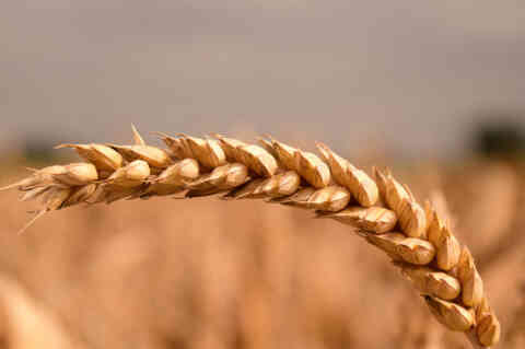 Ear of wheat 1024px