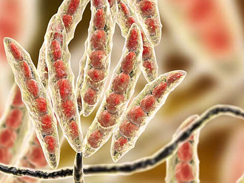 Mycotoxins