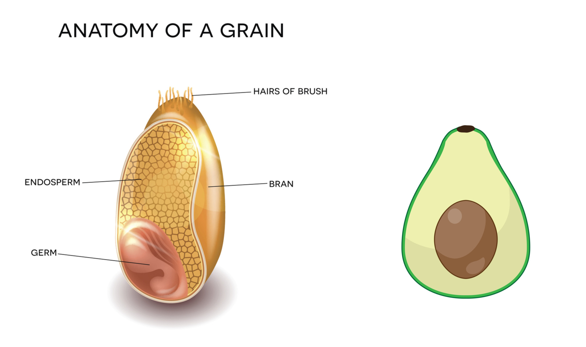 Эндосперм семени образуется в результате. Строение зерна. Эндосперм зерна. Анатомическое строение зерна. Зерно пшеницы в разрезе.